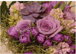     . 

:	BLUME.gif 
:	95 
:	139.4  
ID:	51173