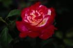     . 

:	rose33.jpg 
:	89 
:	7.0  
ID:	5658