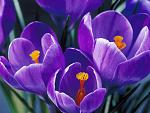     . 

:	Spring Crocus.jpg 
:	100 
:	160.0  
ID:	46980